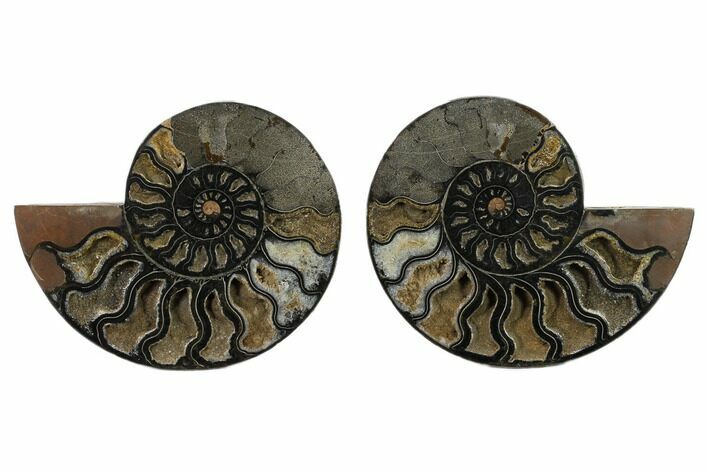 Split Black/Orange Ammonite Pair - Unusual Coloration #132250